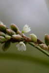 Denseflower knotweed